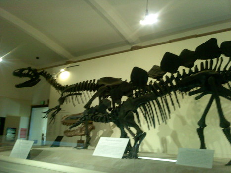  dinosaur fossils for kids