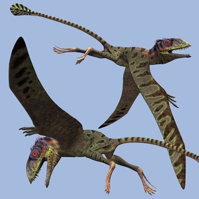 Flying Dinosaurs - Petinosaurus 