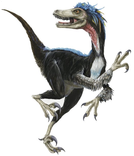 What did the velociraptor eat?