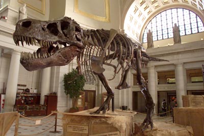 dinosaur bones found 2013 - T-Rex