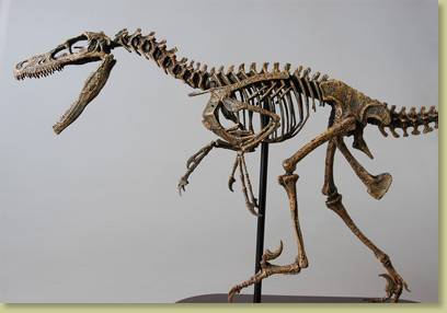 Dinosaur Bones - Velociraptor
