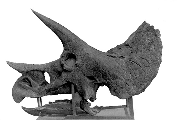 facts about triceratops skull