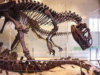  dinosaur bones found in oklahoma