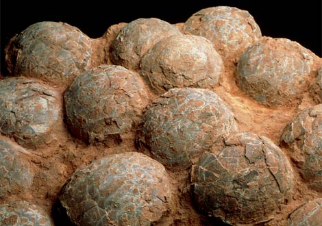 Fossils & Antiques: Fossil Dinosaur Hadrosaur Raptor eggs