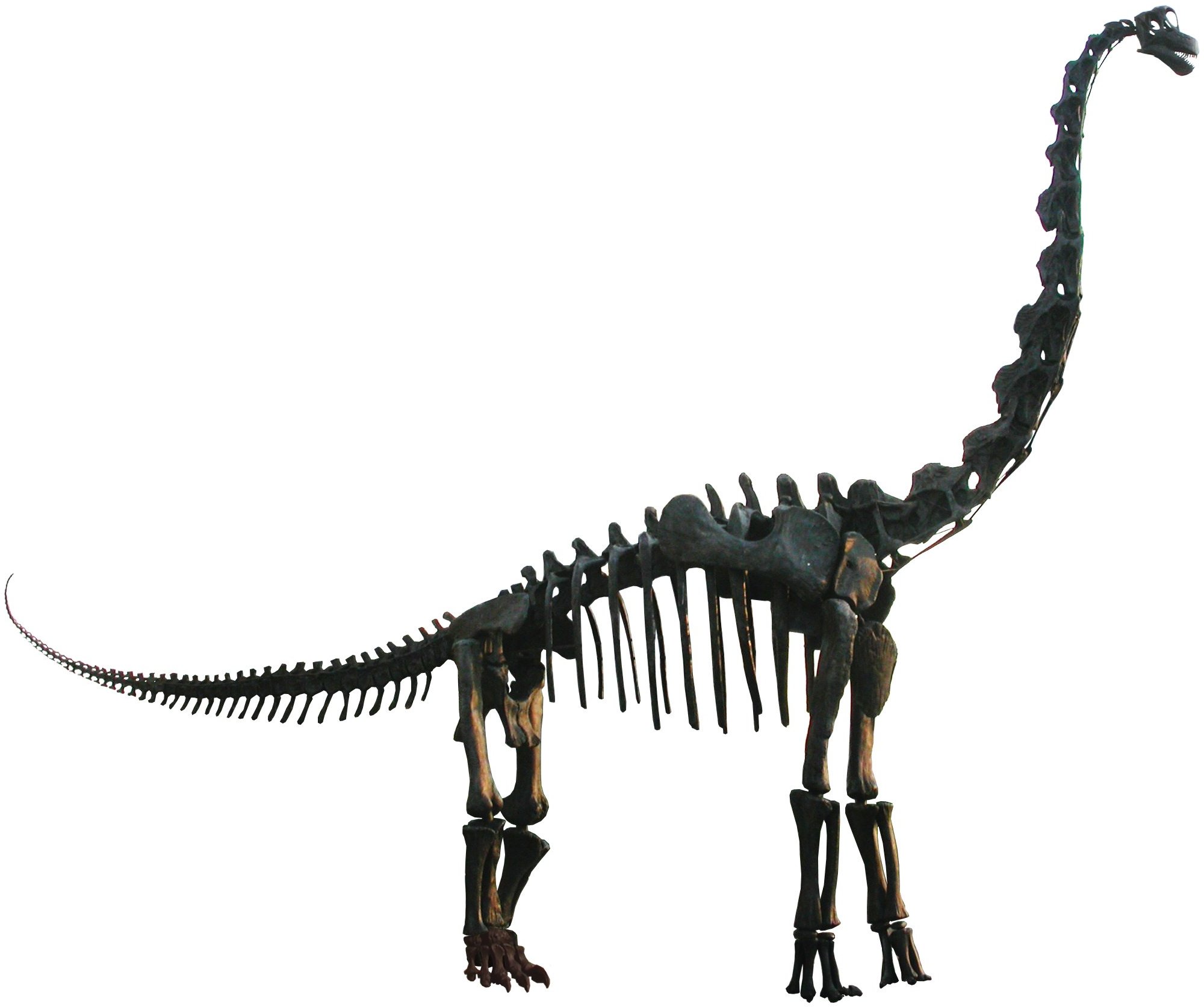 Dinosaur Bones - Brachiosaurs