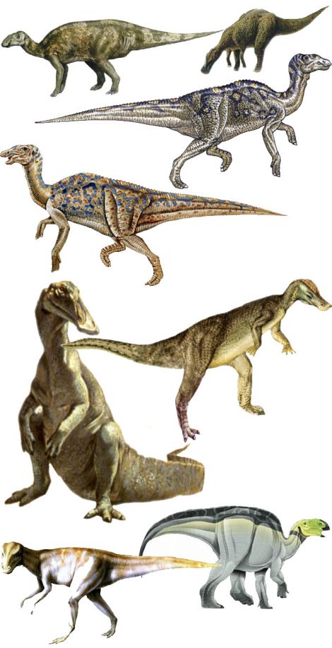 Hadrosaurus Taxonomy