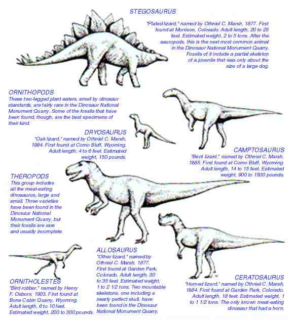 Dinosaur Information Chart