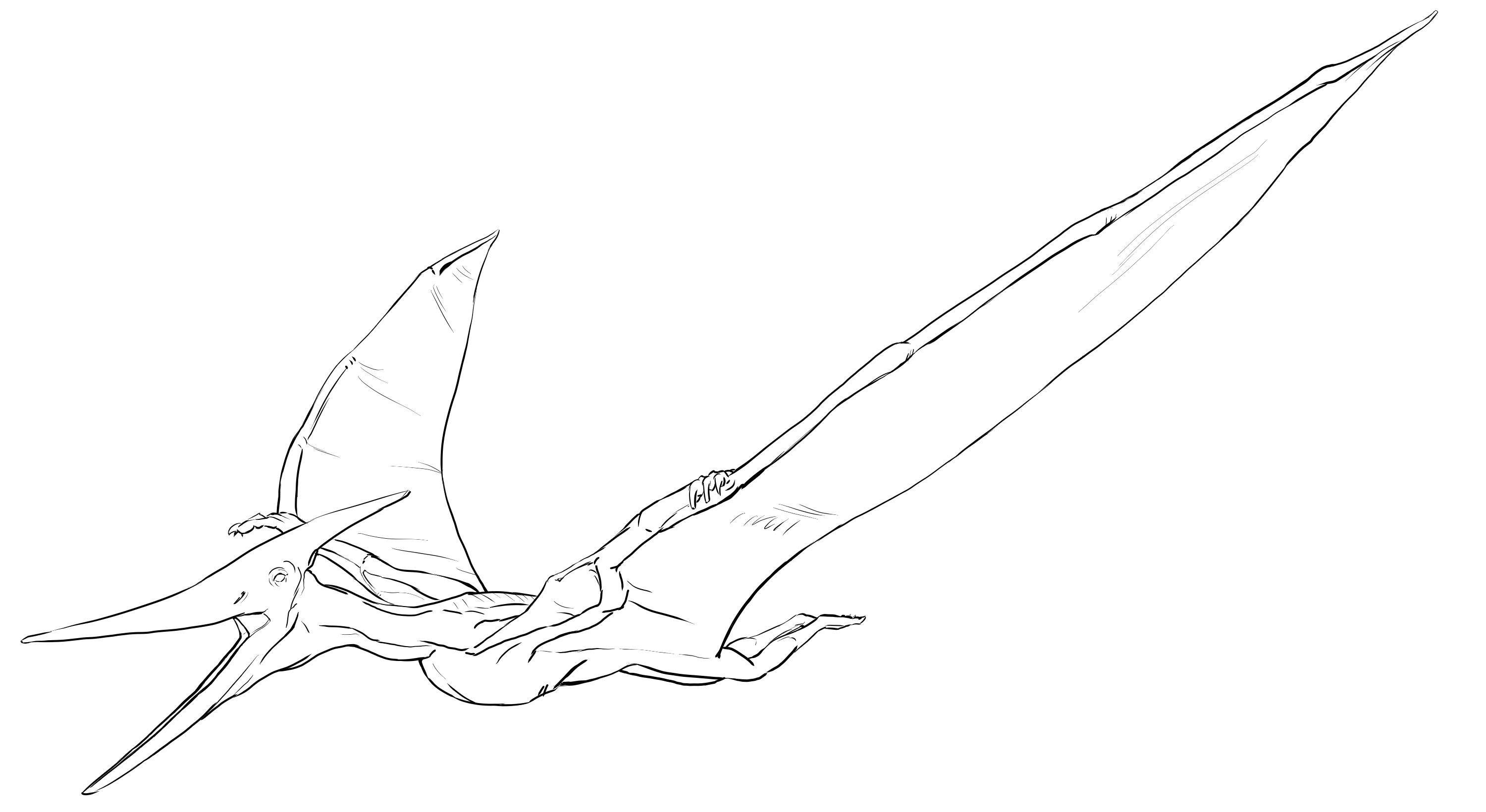 Pteranodon Coloring Page Coloring Pages