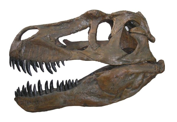 Largest Dinosaurs skeleton
