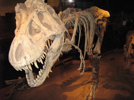 real dinosaur bones museum