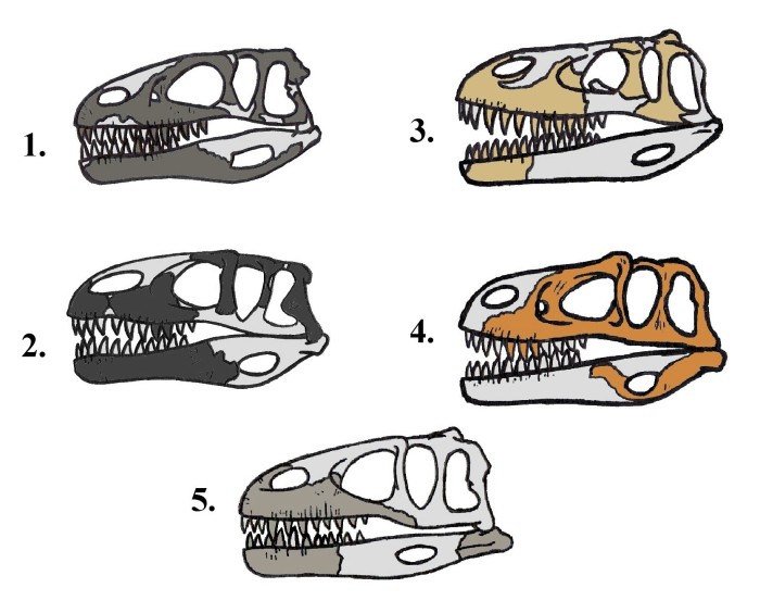 Dinosaur Skeleton Comparison