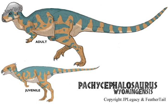 pachycephalosaurus dinosaur facts