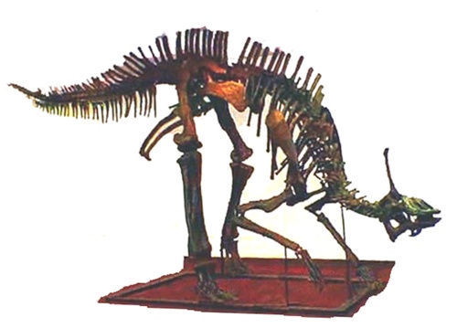 Tsintaosaurus Skeleton