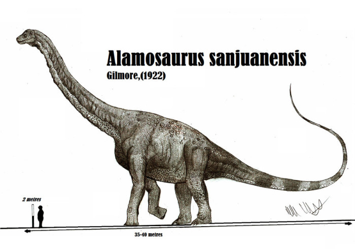 alamosaurus size
