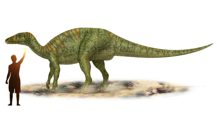 Camptosaurus size