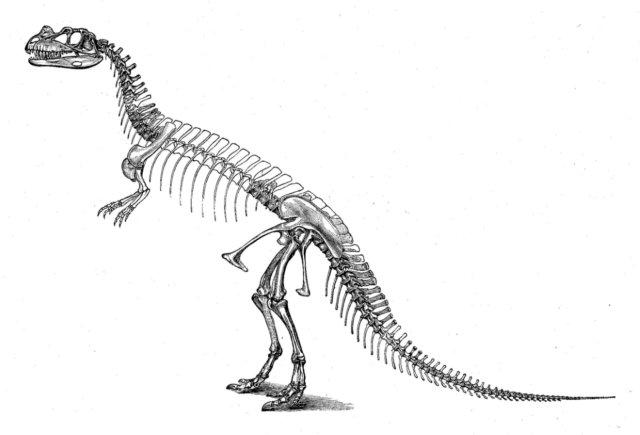 T-Rex dinosaur skeleton coloring page