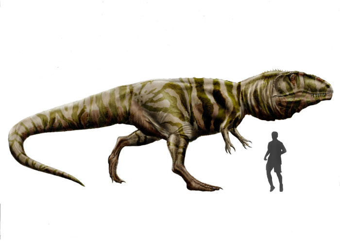 Giganotosaurus carolinii size comparison