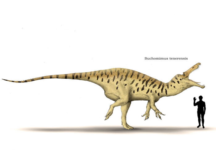suchomimus vs carcharodontosaurus