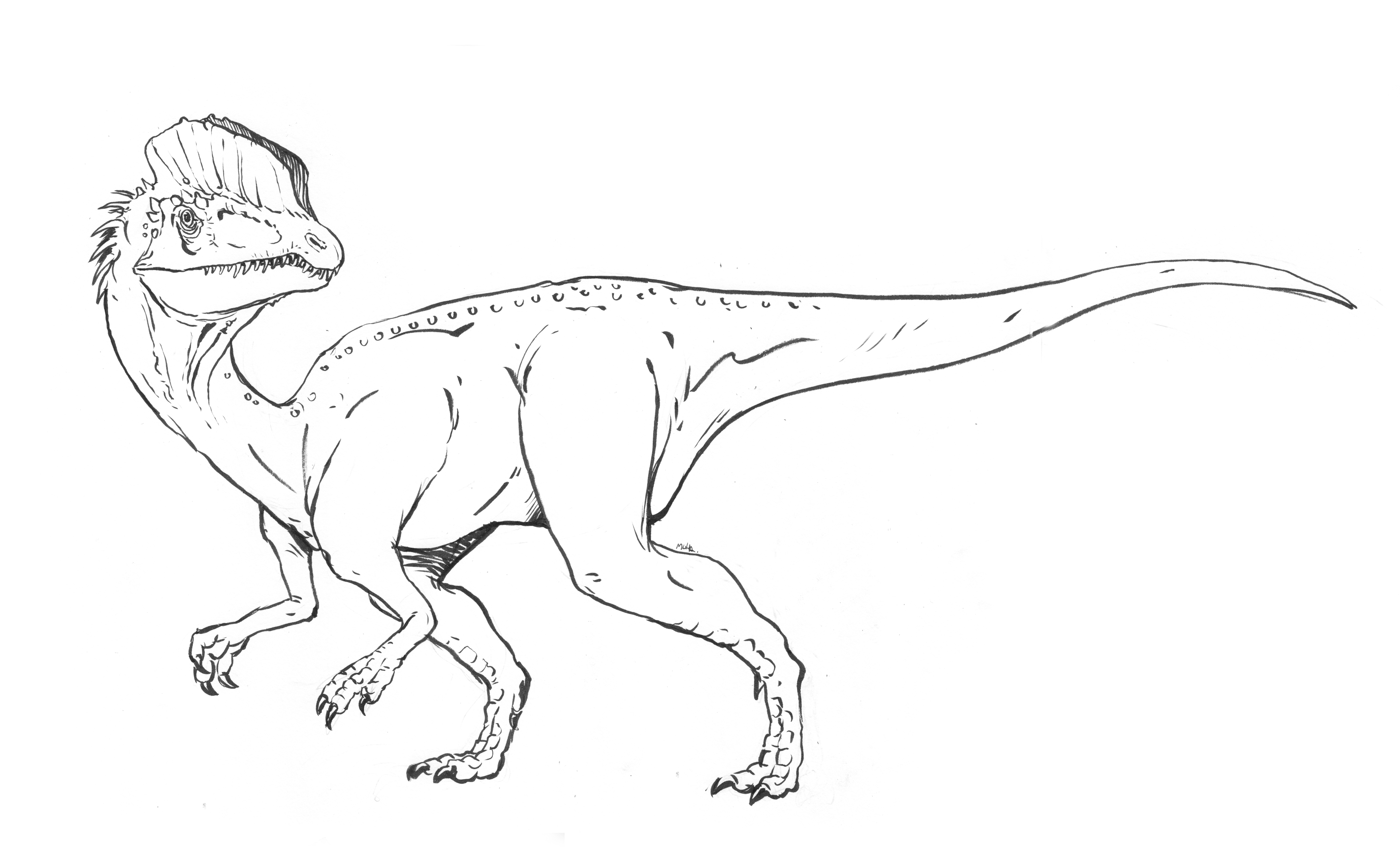 Dilophosaurus coloring sheet