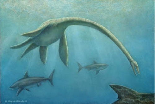 Futabasaurus Size