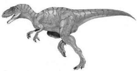 Megalosaurus Dinosaur Fact
