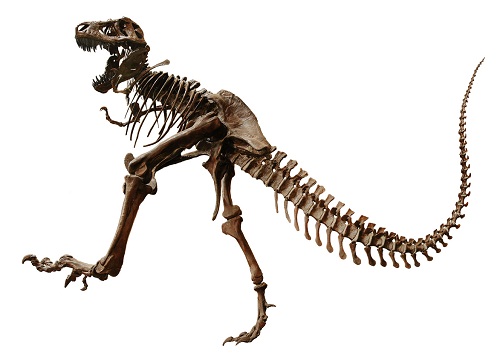 tyrannosaurus rex fossil found