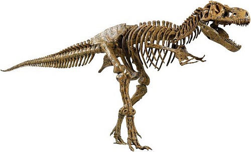 tyrannosaurus rex fossils picture