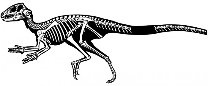 Abrictosaurus Fossils Coloring Sheet