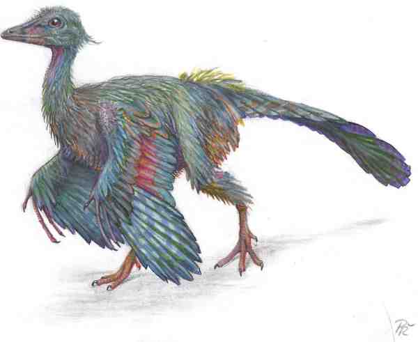 Flying Dinosaurs - Archaeopteryx 