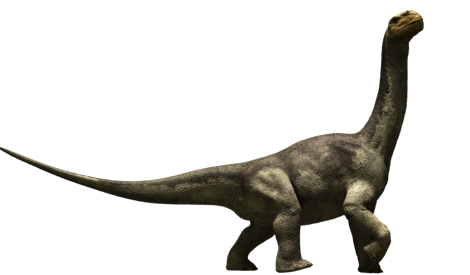 Long Neck Dinosaur - Camarasaurus