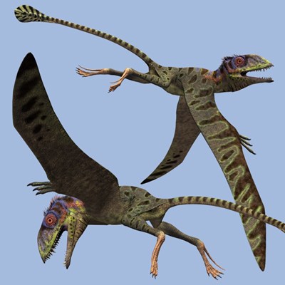 Flying Dinosaurs - Petinosaurus