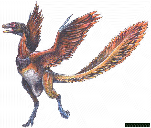 Feathered Dinosaurs - archaeopteryx
