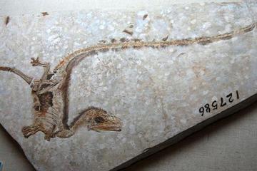 dinosaur fossils found