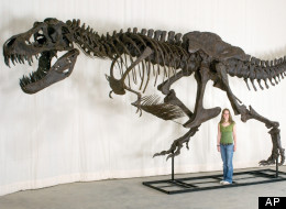 dinosaur bones and fossils