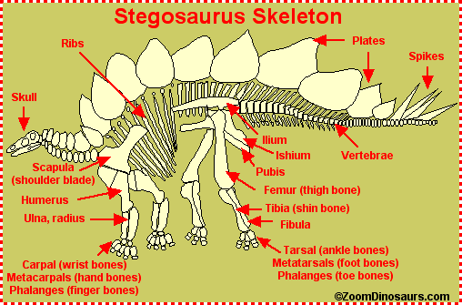 Stegosaurus Facts sheet