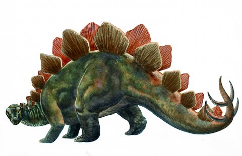pictures of dinosaurs - Stegosaurus