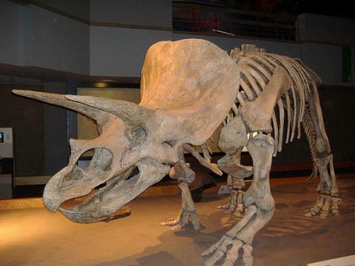 Dinosaur Bones - Triceratops