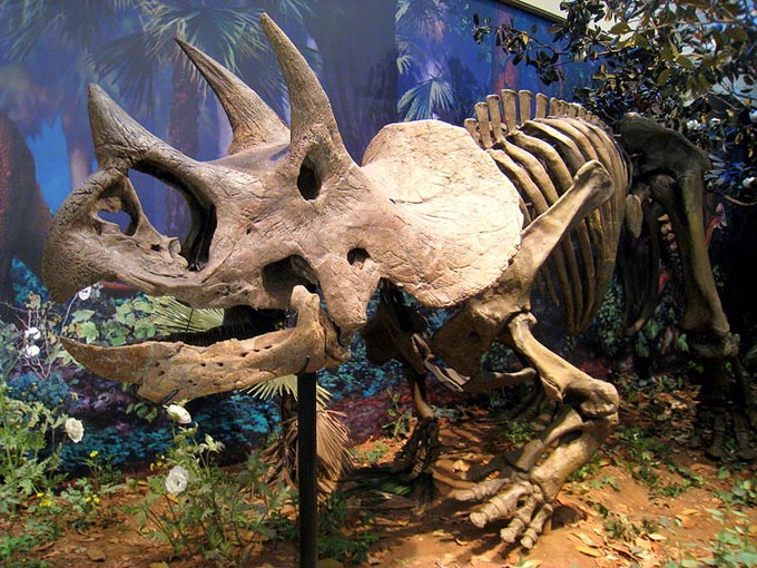 3 interesting facts about triceratops