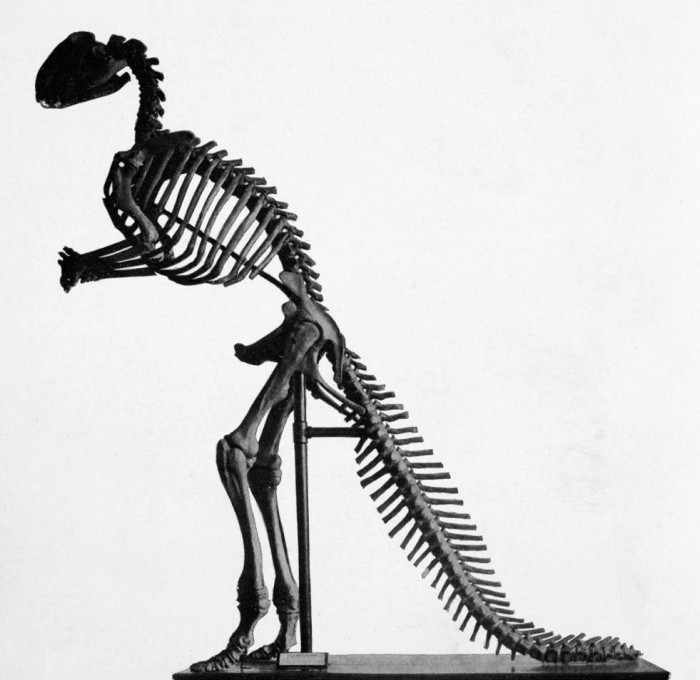 Hadrosaurus Skeleton