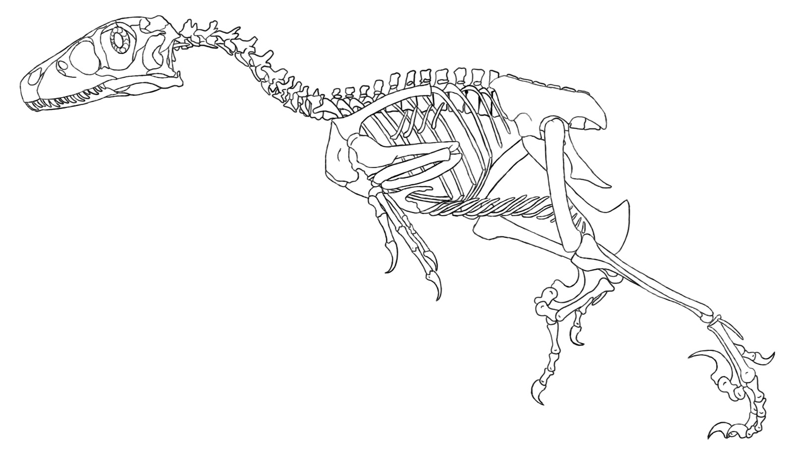 Deinonychus Skeleton coloring page
