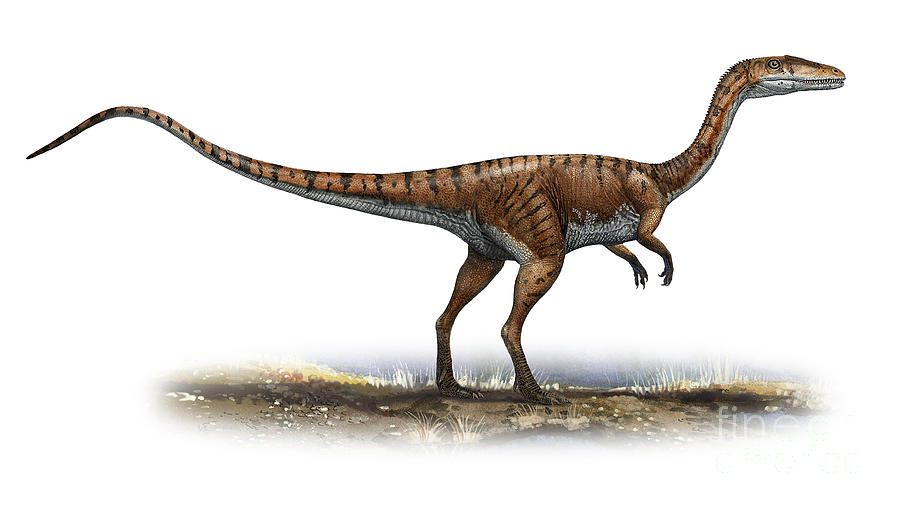 Coelophysis : The Fastest Dinosaur Ever