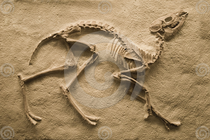 fossils of dinosaurs found around the world