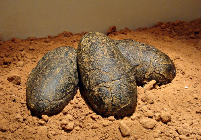 Dinosaurs Fossil Facts - Fossilized Eggs