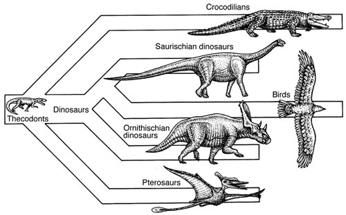 thecodont evolution