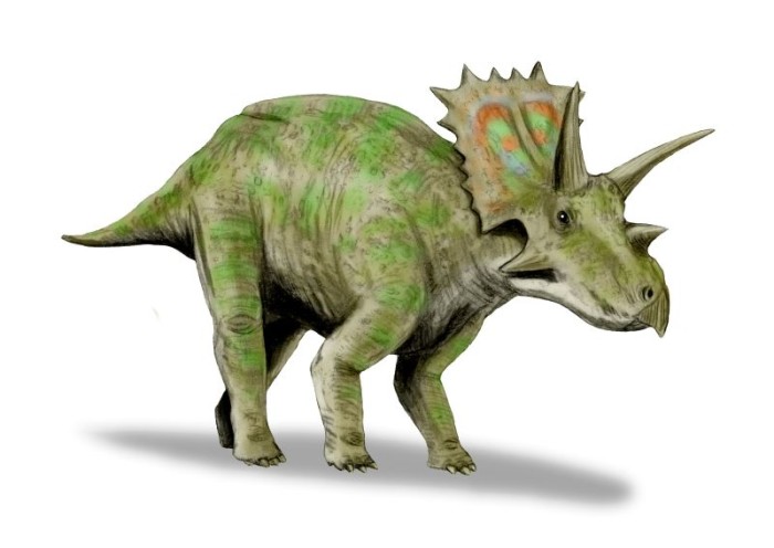 Adult agujaceratops size
