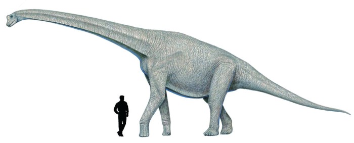 Abrosaurus size