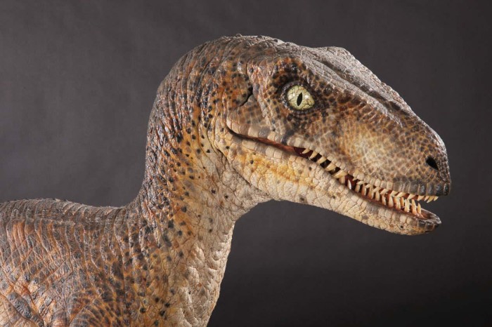 velociraptor facts teeth