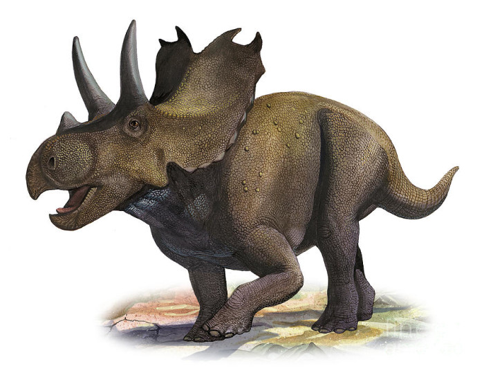 agujaceratops facts for kids