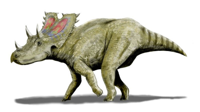agujaceratops size