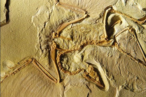 Archaeopteryx Fossils